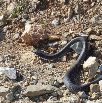 Pseudonaja textilis (Eastern Brown Snake) at Michelago, NSW - 26 Feb 2023 by danswell