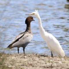 Egretta garzetta (Little Egret) at Fyshwick, ACT - 26 Feb 2023 by RodDeb