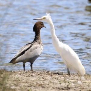 Egretta garzetta at Fyshwick, ACT - 26 Feb 2023 02:10 PM