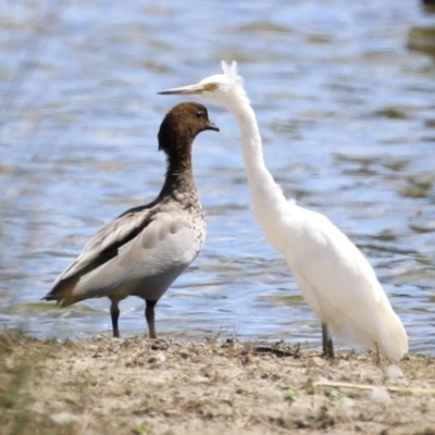 Egretta garzetta (Little Egret) at Jerrabomberra Wetlands - 26 Feb 2023 by RodDeb