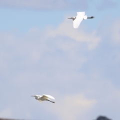 Egretta garzetta at Fyshwick, ACT - 26 Feb 2023 02:10 PM