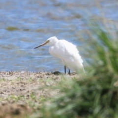 Egretta garzetta at Fyshwick, ACT - 26 Feb 2023 02:10 PM