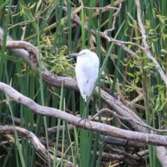 Egretta garzetta at Fyshwick, ACT - 26 Feb 2023 02:10 PM