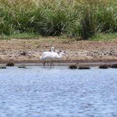 Egretta garzetta at Fyshwick, ACT - 26 Feb 2023 02:10 PM