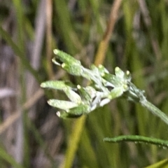 Senecio campylocarpus (Swamp Cotton Fireweed) at Stromlo, ACT - 11 Feb 2023 by Tapirlord