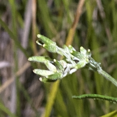 Senecio campylocarpus (Swamp Cotton Fireweed) at Block 402 - 11 Feb 2023 by Tapirlord