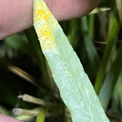 Senecio campylocarpus at Stromlo, ACT - 11 Feb 2023