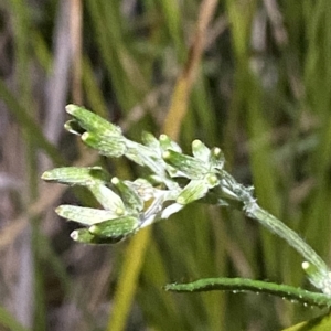 Senecio campylocarpus at Stromlo, ACT - 11 Feb 2023 10:49 PM