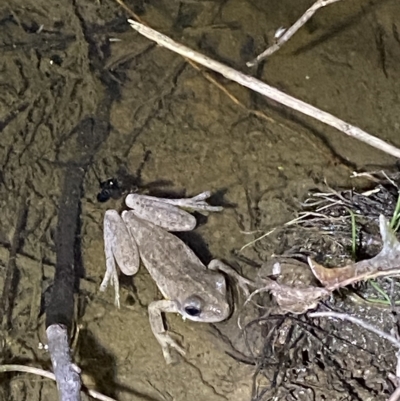 Litoria peronii (Peron's Tree Frog, Emerald Spotted Tree Frog) at Piney Ridge - 11 Feb 2023 by Tapirlord