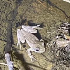 Litoria peronii at Stromlo, ACT - 11 Feb 2023