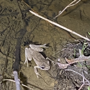 Litoria peronii at Stromlo, ACT - 11 Feb 2023