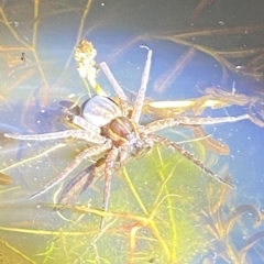 Dolomedes sp. (genus) (Fishing spider) at Block 402 - 11 Feb 2023 by Tapirlord