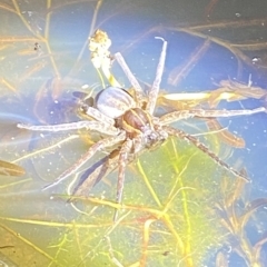 Dolomedes sp. (genus) at Stromlo, ACT - 11 Feb 2023