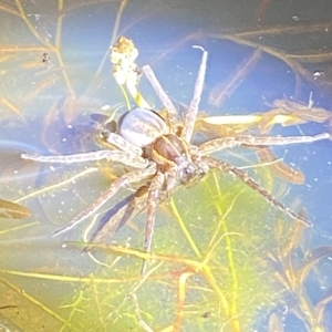 Dolomedes sp. (genus) at Stromlo, ACT - 11 Feb 2023 10:11 PM