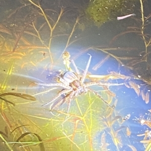 Dolomedes sp. (genus) at Stromlo, ACT - 11 Feb 2023