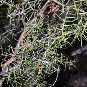 Acacia ulicifolia at Stromlo, ACT - 11 Feb 2023 09:15 PM