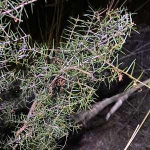 Acacia ulicifolia at Stromlo, ACT - 11 Feb 2023 09:15 PM