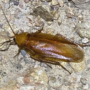 Neotemnopteryx sp. (genus) at Molonglo Valley, ACT - 11 Feb 2023