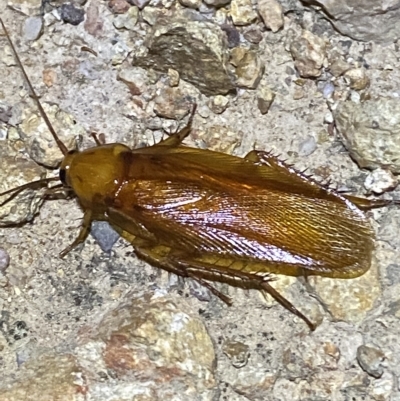 Neotemnopteryx sp. (genus) (Cockroach) at Block 402 - 11 Feb 2023 by Tapirlord