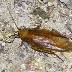 Neotemnopteryx sp. (genus) at Molonglo Valley, ACT - 11 Feb 2023