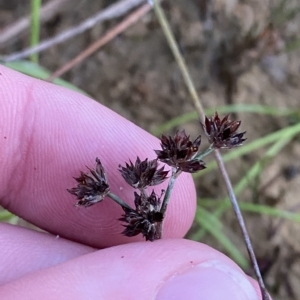 Juncus articulatus subsp. articulatus at Molonglo Valley, ACT - 11 Feb 2023