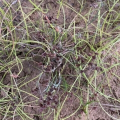 Juncus articulatus subsp. articulatus at Molonglo Valley, ACT - 11 Feb 2023