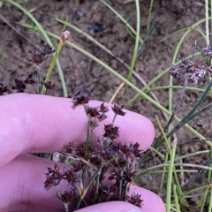 Juncus articulatus subsp. articulatus at Molonglo Valley, ACT - 11 Feb 2023