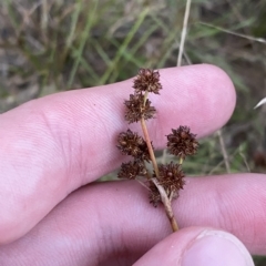 Juncus planifolius (broad-leaved rush) at Molonglo Valley, ACT - 11 Feb 2023 by Tapirlord