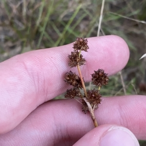 Juncus planifolius at Molonglo Valley, ACT - 11 Feb 2023 08:03 PM