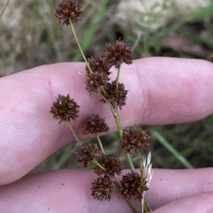 Juncus planifolius at Molonglo Valley, ACT - 11 Feb 2023