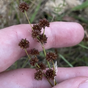 Juncus planifolius at Molonglo Valley, ACT - 11 Feb 2023 08:03 PM