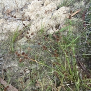 Juncus planifolius at Molonglo Valley, ACT - 11 Feb 2023 08:03 PM