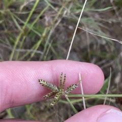 Cyperus sanguinolentus at Molonglo Valley, ACT - 11 Feb 2023 08:03 PM