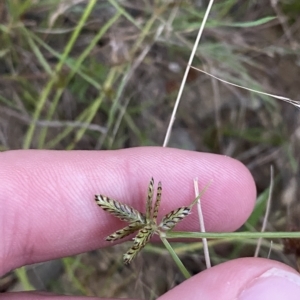 Cyperus sanguinolentus at Molonglo Valley, ACT - 11 Feb 2023 08:03 PM