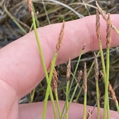 Eleocharis atricha (Tuber Spikerush) at Block 402 - 11 Feb 2023 by Tapirlord