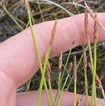 Eleocharis atricha (Tuber Spikerush) at Molonglo Valley, ACT - 11 Feb 2023 by Tapirlord