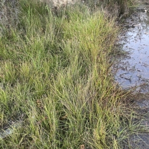 Eleocharis atricha at Denman Prospect, ACT - 11 Feb 2023 08:02 PM