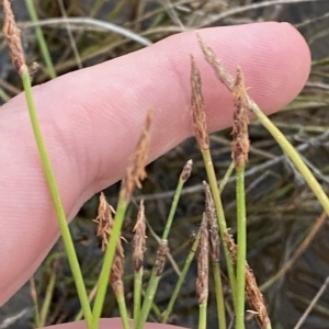 Eleocharis atricha at Denman Prospect, ACT - 11 Feb 2023