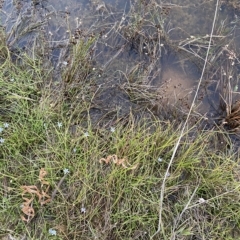 Eleocharis atricha at Denman Prospect, ACT - 11 Feb 2023