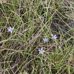 Isotoma fluviatilis subsp. australis (Swamp Isotome) at Block 402 - 11 Feb 2023 by Tapirlord