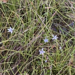 Isotoma fluviatilis subsp. australis (Swamp Isotome) at Molonglo Valley, ACT - 11 Feb 2023 by Tapirlord