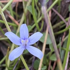 Isotoma fluviatilis subsp. australis at Molonglo Valley, ACT - 11 Feb 2023 08:02 PM