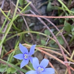 Isotoma fluviatilis subsp. australis at Molonglo Valley, ACT - 11 Feb 2023 08:02 PM