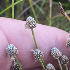 Eriocaulon scariosum (Pale Pipewort) at Molonglo Valley, ACT - 11 Feb 2023 by Tapirlord