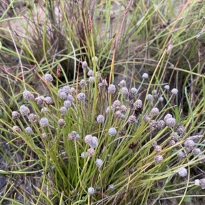 Eriocaulon scariosum at Molonglo Valley, ACT - 11 Feb 2023 08:01 PM