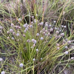 Eriocaulon scariosum at Molonglo Valley, ACT - 11 Feb 2023 08:01 PM