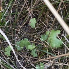 Hydrocotyle sibthorpioides (A Pennywort) at Block 402 - 11 Feb 2023 by Tapirlord