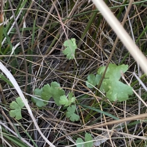 Hydrocotyle sibthorpioides at Molonglo Valley, ACT - 11 Feb 2023 07:59 PM