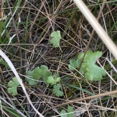 Hydrocotyle sibthorpioides (A Pennywort) at Molonglo Valley, ACT - 11 Feb 2023 by Tapirlord