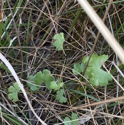 Hydrocotyle sibthorpioides (A Pennywort) at Block 402 - 11 Feb 2023 by Tapirlord